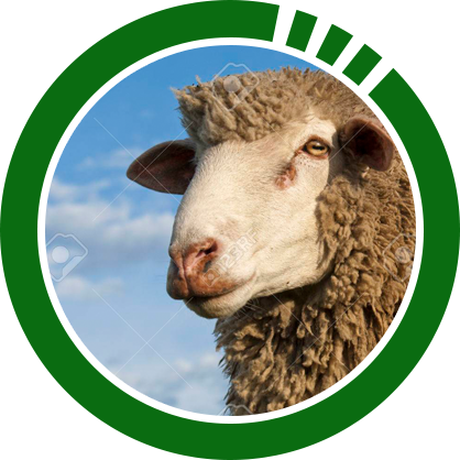 sheep
