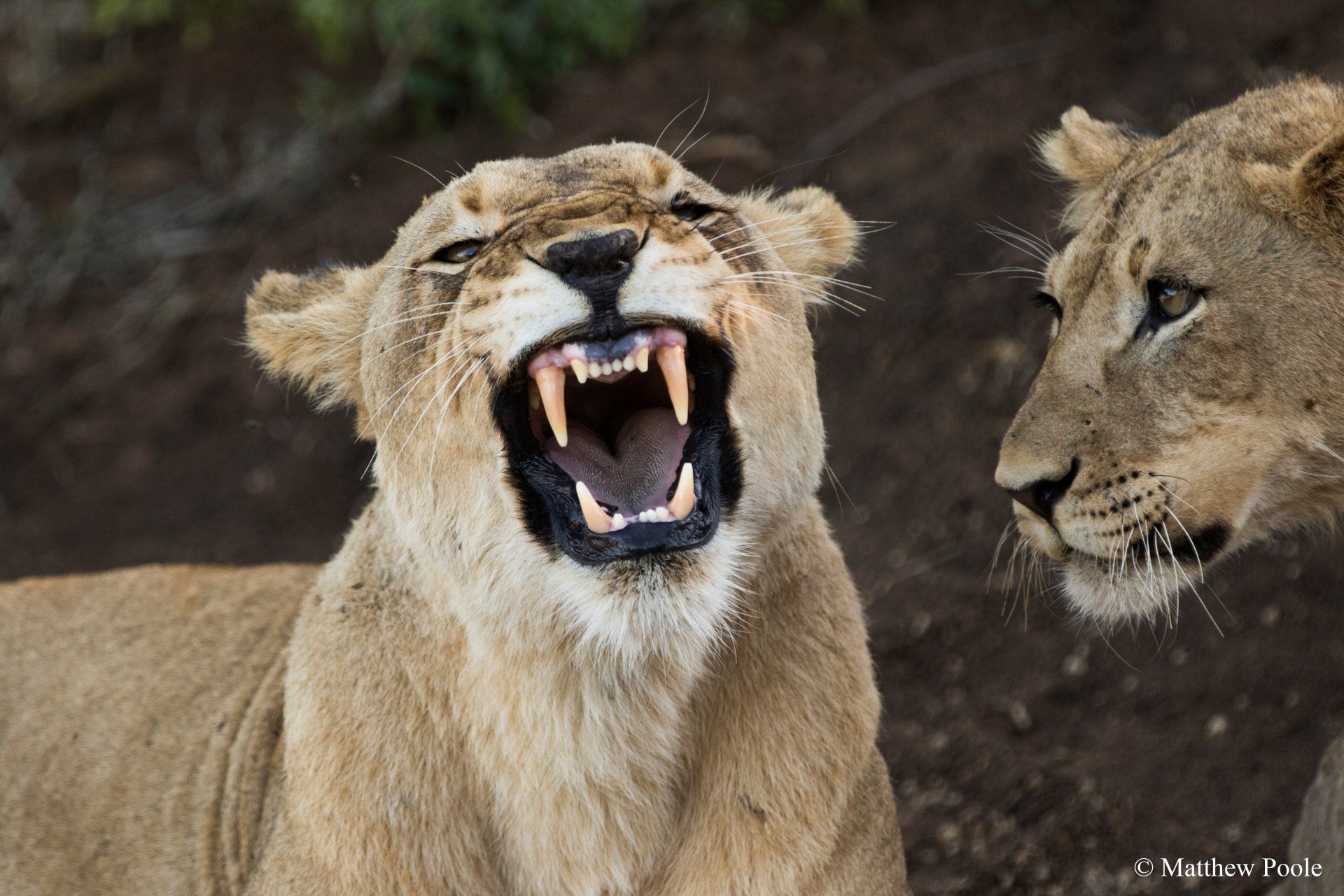 Big 5 & Gorilla Safari Uganda by Mist Rwanda Safaris