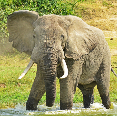Wildlife Uganda - Mist Rwanda Safaris