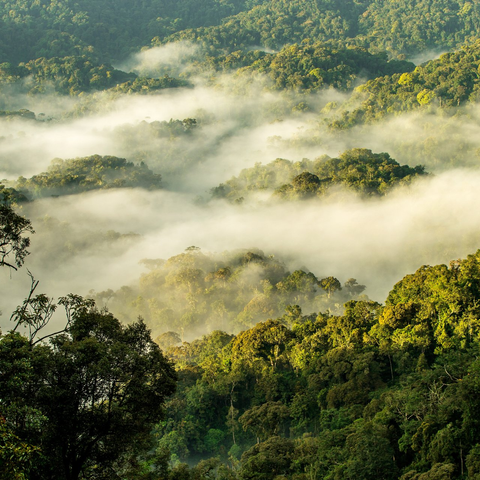 National Parks Rwanda - Mist Rwanda Safaris