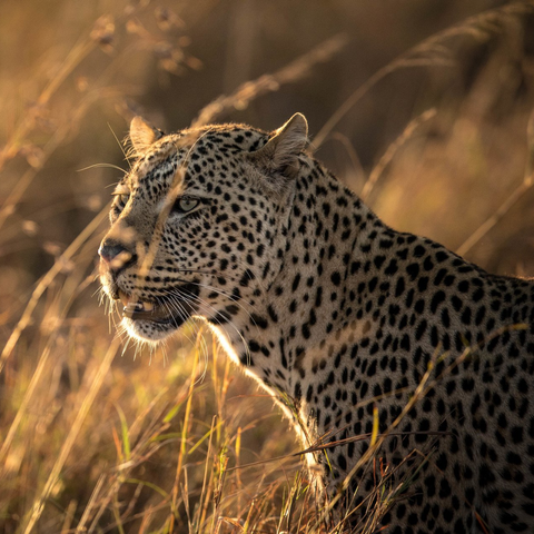Wildlife - Mist Rwanda Safaris