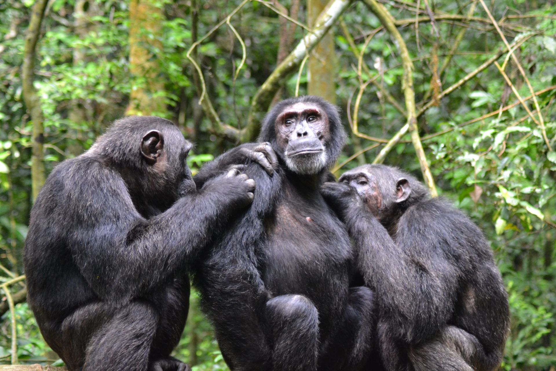 Rwanda & Uganda Combo Safari by Mist Rwanda Safaris