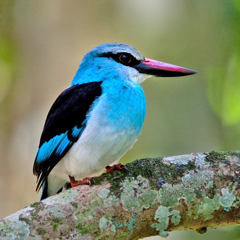 Bird Life - Mist Rwanda Safaris