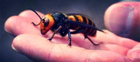 Asian Hornet