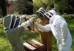Click to see our beekeeping holidays Inspecting a beehive