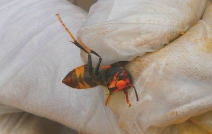 Asian Hornet in hand