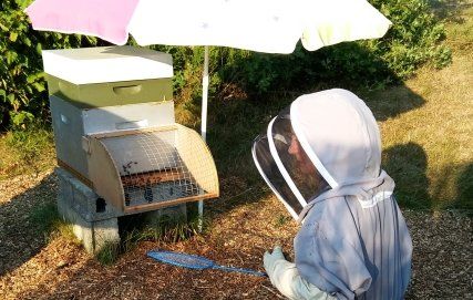 Hornet Muzzles on the hive