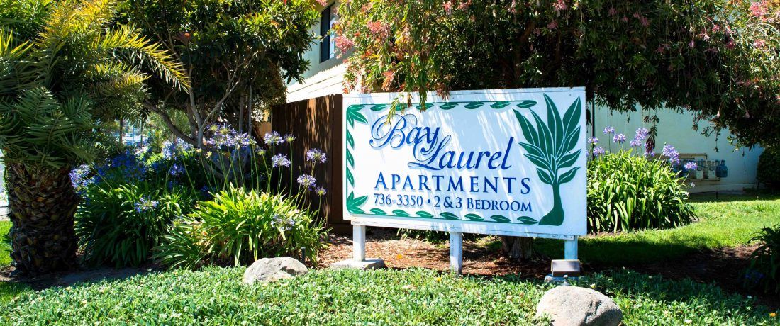 Bay Laurel