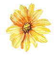 Blume