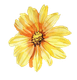 Blume