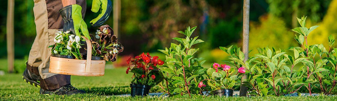 Garden Maintenance Brisbane Northside