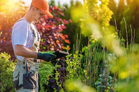 Garden Analysis Brisbane