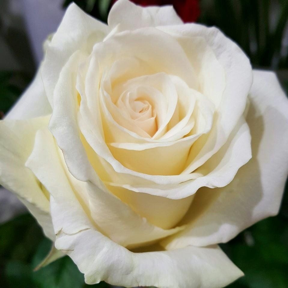 rosa bianca