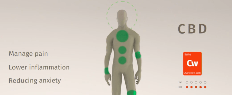 CBD vs. THC
