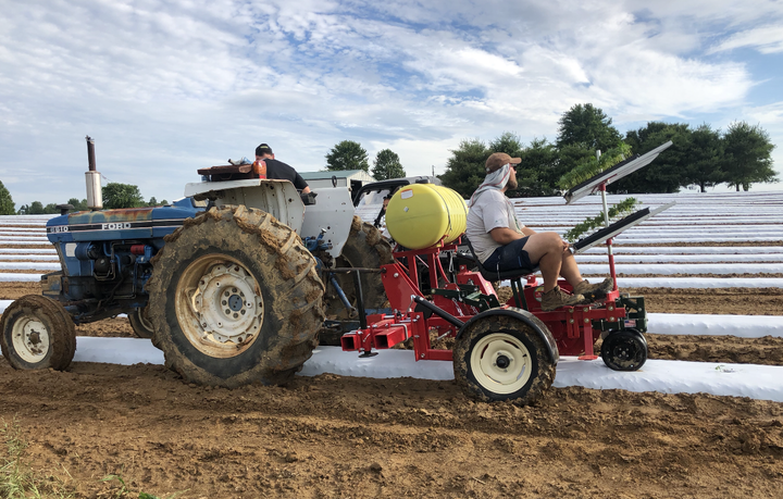 Blue and red tractor in a hemp field