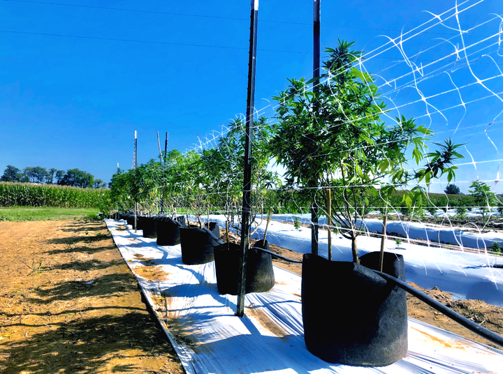 Row of hemp plants
