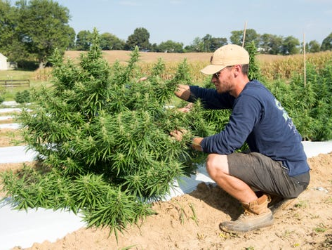 Hemp farm worker maintaining hemp plants