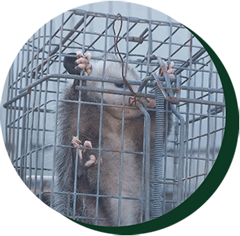 Possum in a cage - Pest Control in Santa Barbara, CA Possum in a cage - Pest Control in Santa Barbara, CA