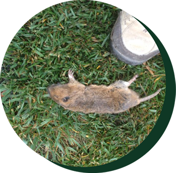 Dead rat — Pest control company in California, CA Dead rat — Pest control company in California, CA