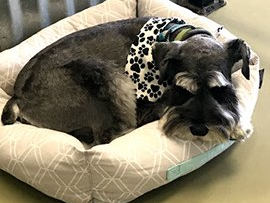 image for diego dogs grooming