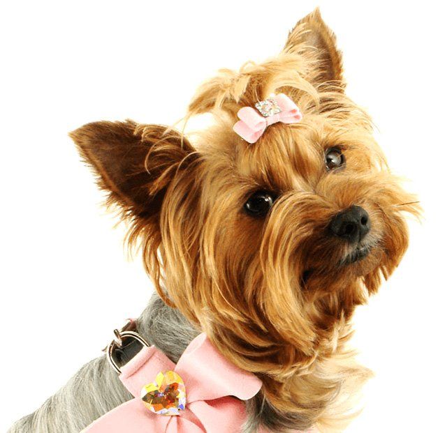 dog grooming san diego photos