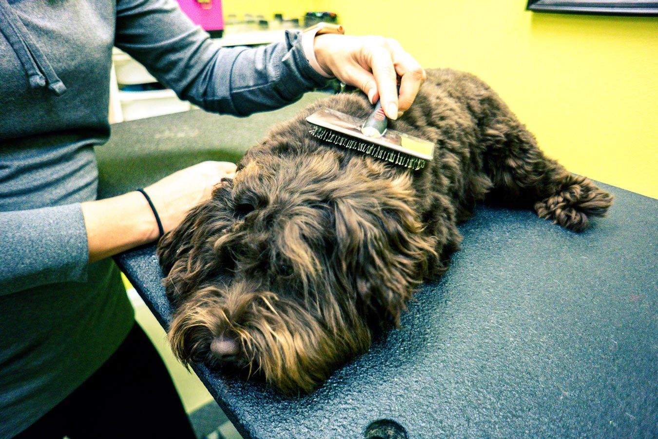 image for do it your self dog wash san diego ca