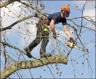 Tree work - Suffolk - Nick Bobby Tree Services - Tree felling Tree felling