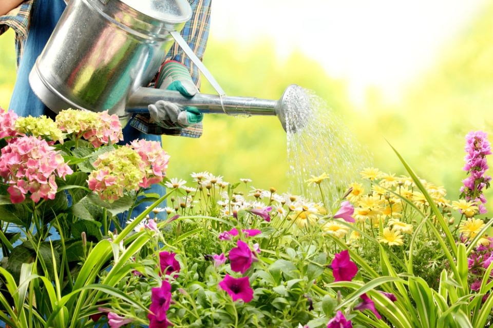 un giardiniere che innaffia