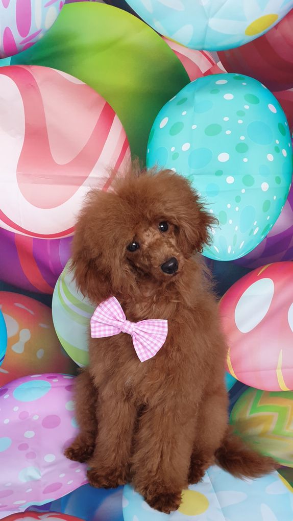 Dog grooming