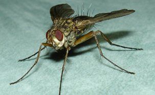 Fly control services