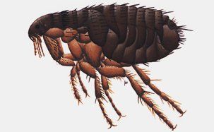 Cat Flea