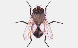 Cluster Fly