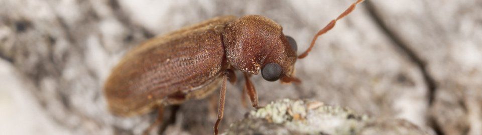 Pest removal experts