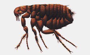 Dog Flea