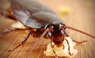 Cockroach removal