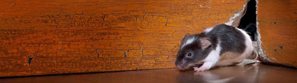Domestic pest removal