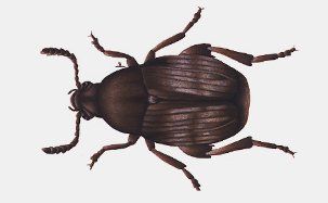Dried Bean Beetle