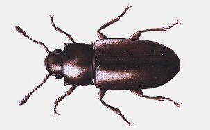 Foreign Grain Beetle
