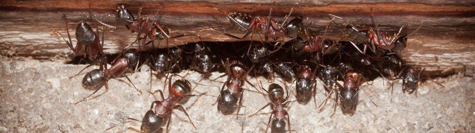 Insect control