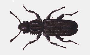 Merchant Grain Beetle