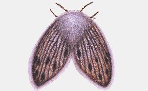 Owl Midges