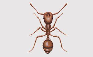 Pharaoh ants