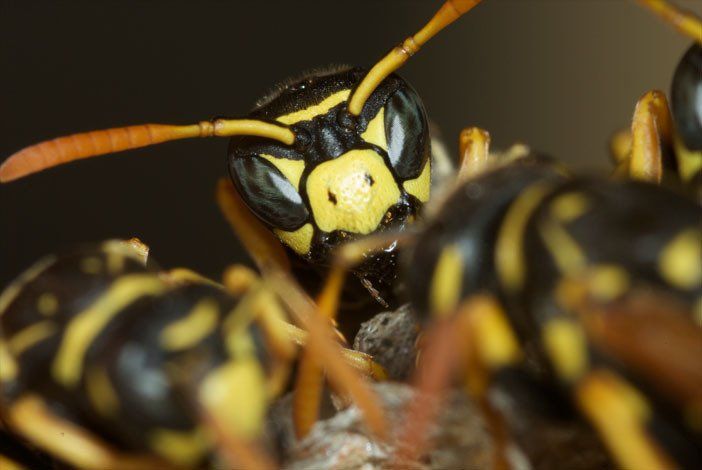 Domestic pest removal