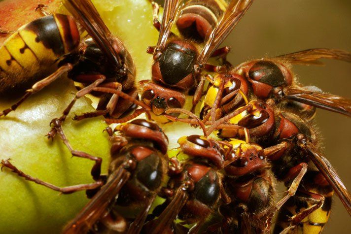 Wasp nest treatment