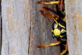 Wasp elimination