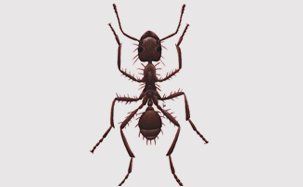 Red Ants