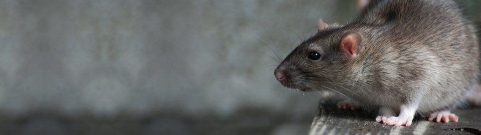 Rodent removal services