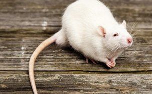 Rat infestation