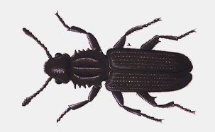 Saw-Toothed Grain Beetle
