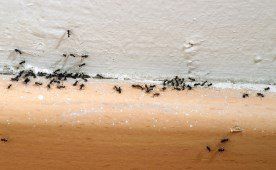 Ant control
